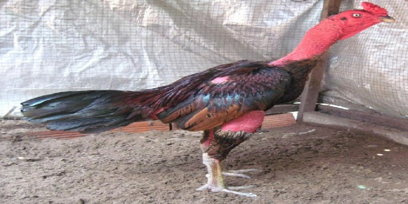 Gà ô chân trắng và những điều thú vị kê thủ cần biết 2 ga o chan trang mot so dong