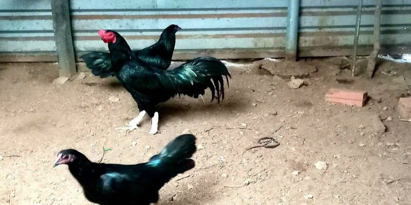 Gà ô chân trắng và những điều thú vị kê thủ cần biết 3 ga o chan trang phu hop voi menh gi