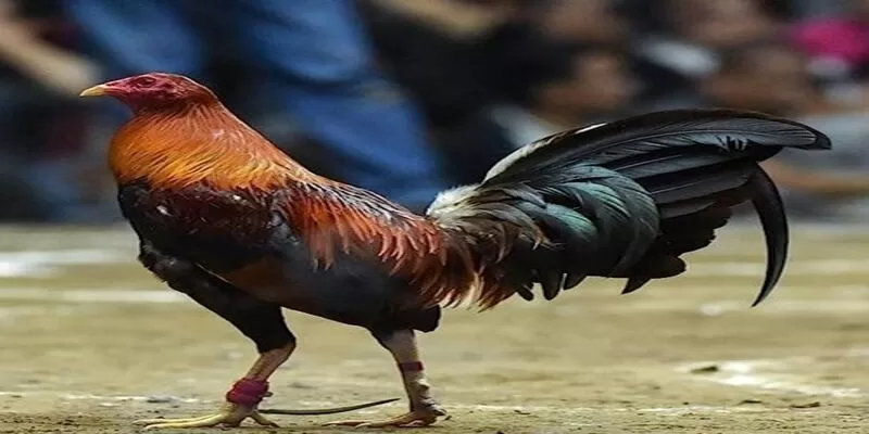 Giống gà Peru & kỹ thuật chăm sóc chiến kê đá giỏi 1 danh gia kha nang thi dau cua ga choi peru jpg